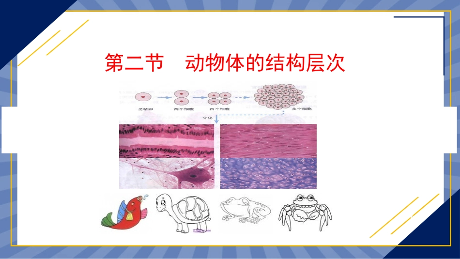 生物人教版2024版七年级上册1.3.2动物体的结构层次课件02.pptx_第1页