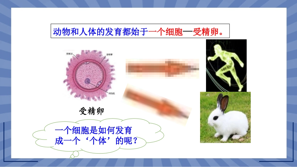 生物人教版2024版七年级上册1.3.2动物体的结构层次课件02.pptx_第2页
