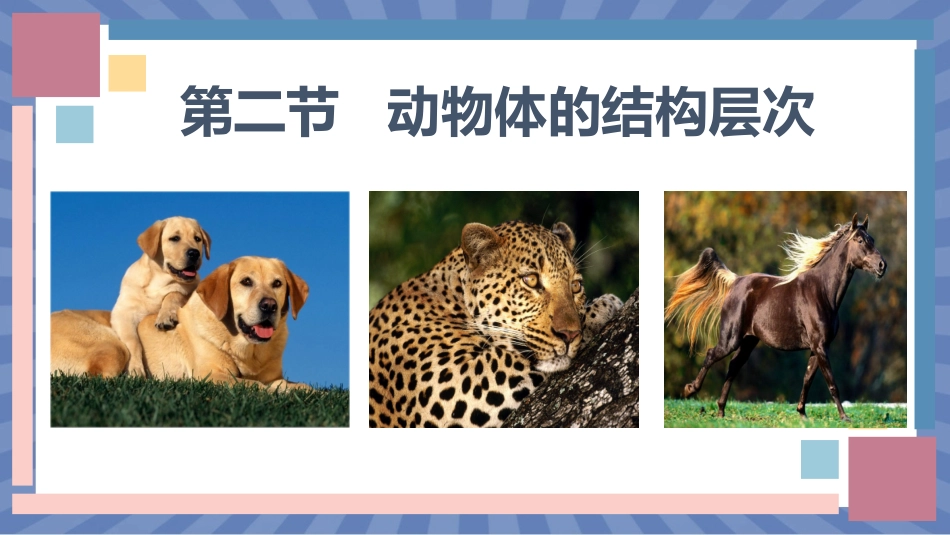 生物人教版2024版七年级上册1.3.2动物体的结构层次课件03.pptx_第1页