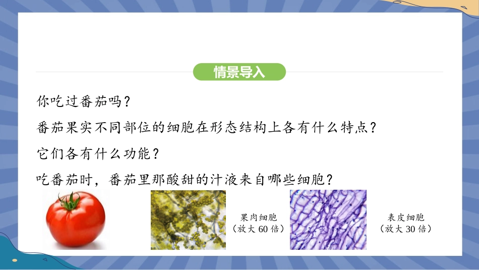 生物人教版2024版七年级上册1.3.3植物体的结构层次课件03.pptx_第3页