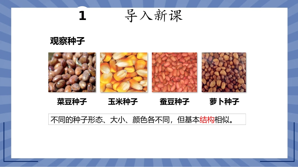 生物人教版2024版七年级上册2.1.2种子植物课件02.pptx_第2页