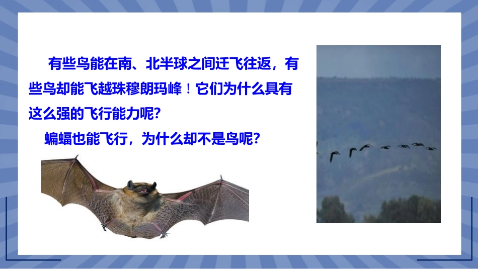 生物人教版2024版七年级上册2.2.2脊椎动物鸟和哺乳动物课件03.pptx_第2页