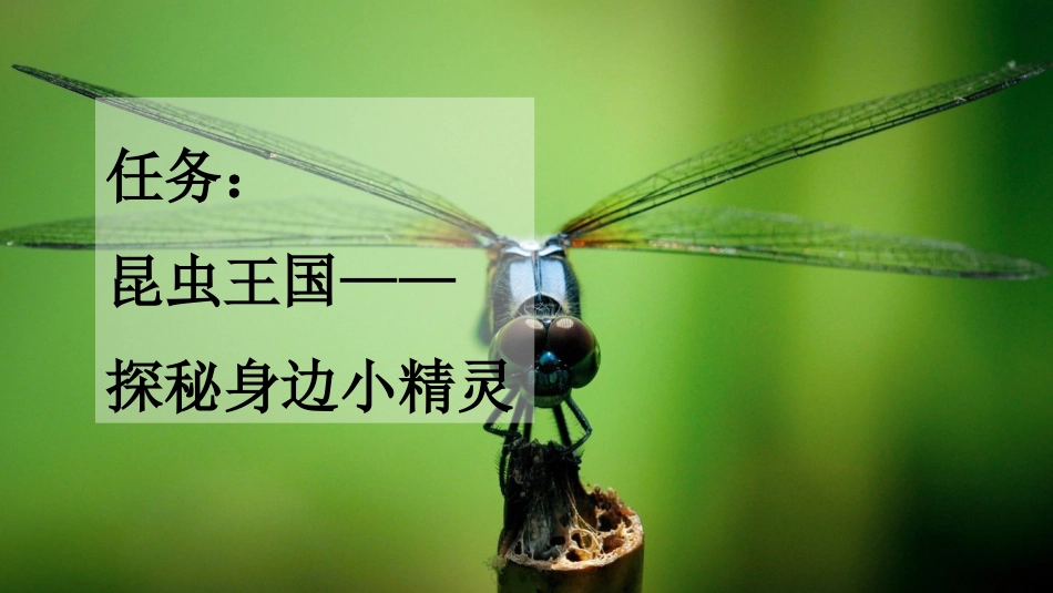 统编版语文三年级下册-4昆虫备忘录-教学课件多篇.pptx_第1页