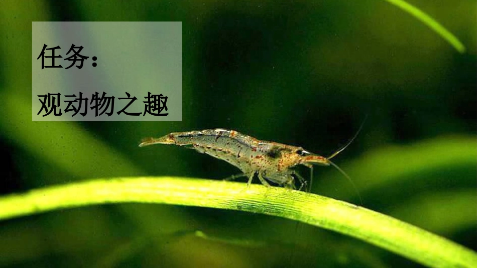 统编版语文三年级下册-15小虾-教学课件多篇.pptx_第2页