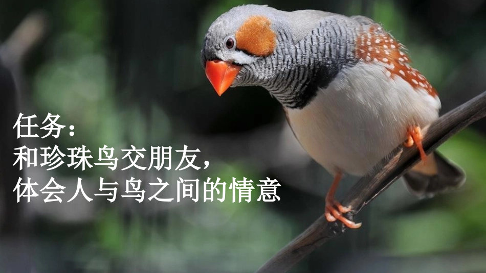 统编版语文五年级上册-4珍珠鸟-教学课件多篇.pptx_第2页