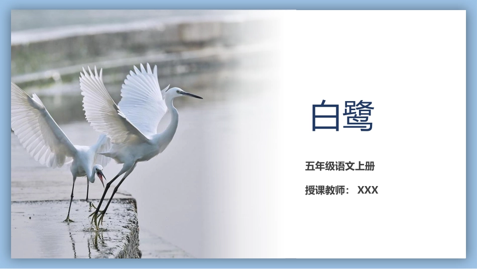 白鹭语文课文教学课件.pptx_第1页