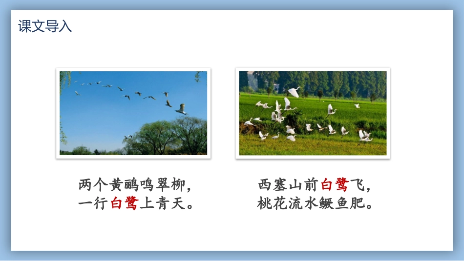 白鹭语文课文教学课件.pptx_第2页