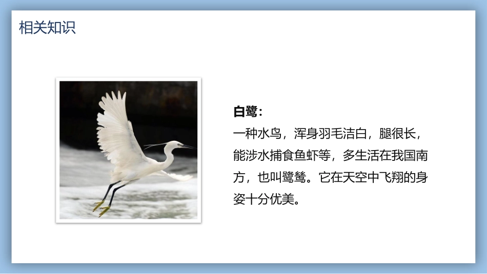 白鹭语文课文教学课件.pptx_第3页
