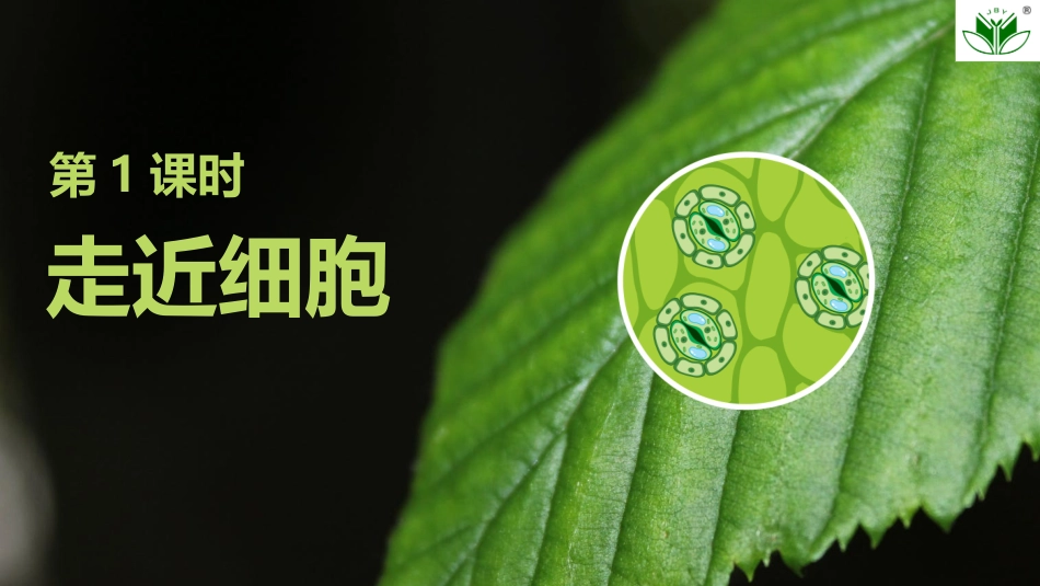 2026创新设计高考总复习生物（人教版）复习讲义-第1课时　走近细胞.pptx_第2页