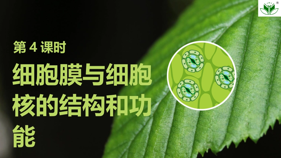 2026创新设计高考总复习生物（人教版）复习讲义-第4课时　细胞膜与细胞核的结构和功能.pptx_第1页