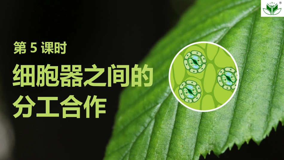 2026创新设计高考总复习生物（人教版）复习讲义-第5课时　细胞器之间的分工合作.pptx_第1页
