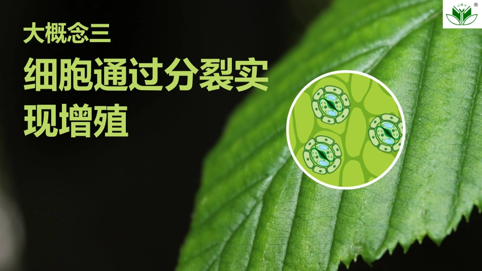 2026创新设计高考总复习生物（人教版）复习讲义-第14课时　细胞的增殖.pptx_第1页