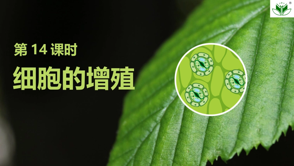 2026创新设计高考总复习生物（人教版）复习讲义-第14课时　细胞的增殖.pptx_第2页