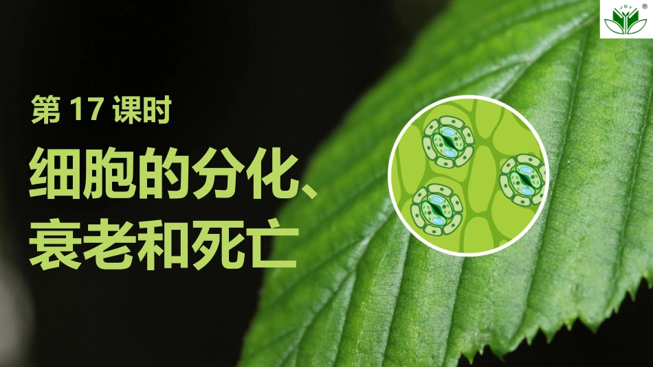 2026创新设计高考总复习生物（人教版）复习讲义-第17课时　细胞的分化、衰老和死亡.pptx_第1页