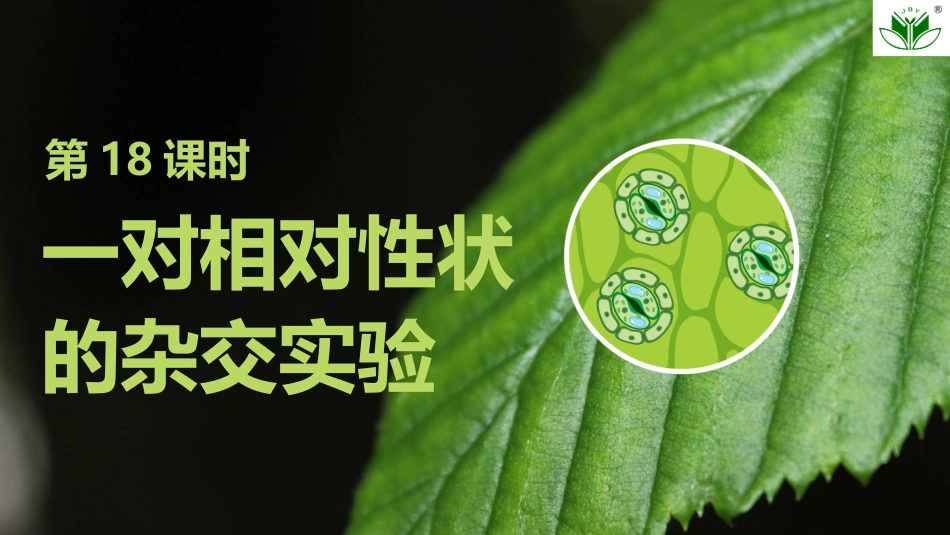 2026创新设计高考总复习生物（人教版）复习讲义-第18课时　一对相对性状的杂交实验.pptx_第2页