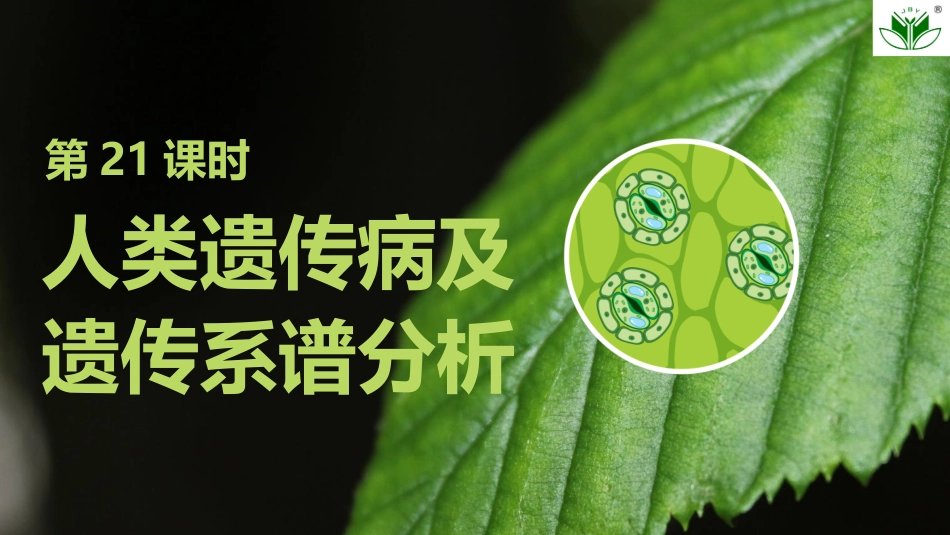 2026创新设计高考总复习生物（人教版）复习讲义-第21课时　人类遗传病及遗传系谱分析.pptx_第1页