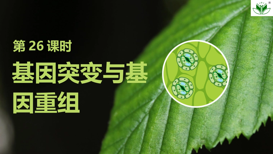 2026创新设计高考总复习生物（人教版）复习讲义-第26课时　基因突变与基因重组.pptx_第2页
