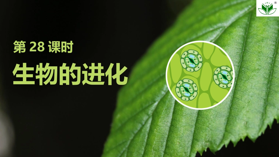 2026创新设计高考总复习生物（人教版）复习讲义-第28课时　生物的进化.pptx_第1页