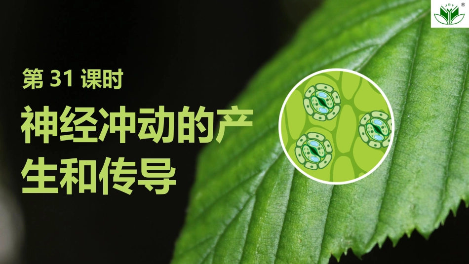 2026创新设计高考总复习生物（人教版）复习讲义-第31课时　神经冲动的产生和传导.pptx_第1页