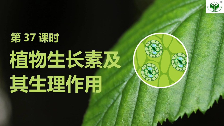2026创新设计高考总复习生物（人教版）复习讲义-第37课时　植物生长素及其生理作用.pptx_第1页