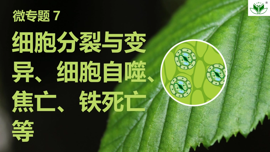 2026创新设计高考总复习生物（人教版）复习讲义-微专题7　细胞分裂与变异、细胞自噬、焦亡、铁死亡等.pptx_第1页