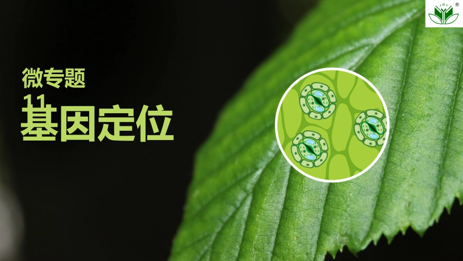 2026创新设计高考总复习生物（人教版）复习讲义-微专题11　基因定位.pptx_第1页