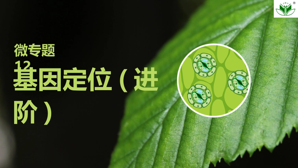 2026创新设计高考总复习生物（人教版）复习讲义-微专题12　基因定位(进阶).pptx_第1页