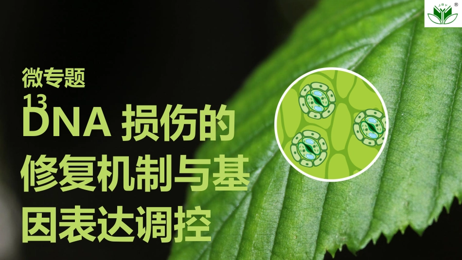 2026创新设计高考总复习生物（人教版）复习讲义-微专题13　DNA损伤的修复机制与基因表达调控.pptx_第1页