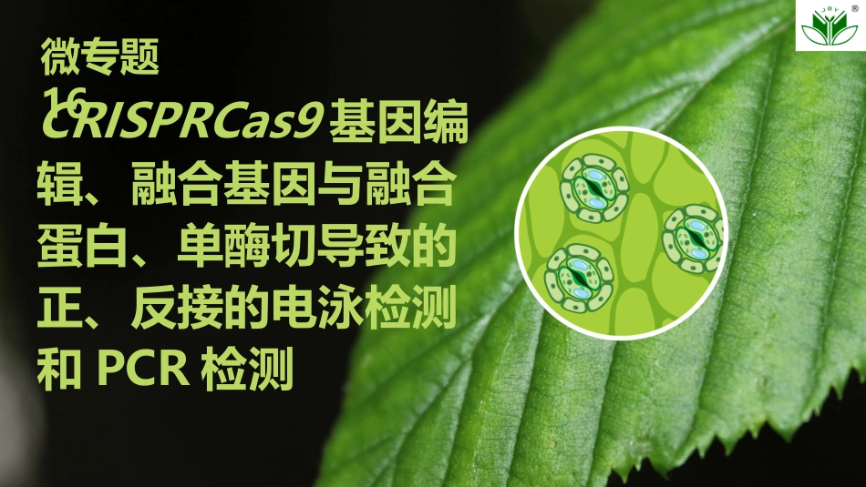 2026创新设计高考总复习生物（人教版）复习讲义-微专题16　CRISPRCas9基因编辑、融合基因与融合蛋白、单酶切导致的正、反接的电泳检测和PCR检测.pptx_第1页