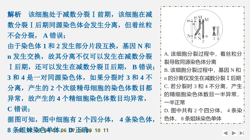 2026创新设计高考总复习生物（人教版）强化练习-专题练7　细胞分裂与变异、细胞自噬、焦亡、铁死亡等.pptx_第3页