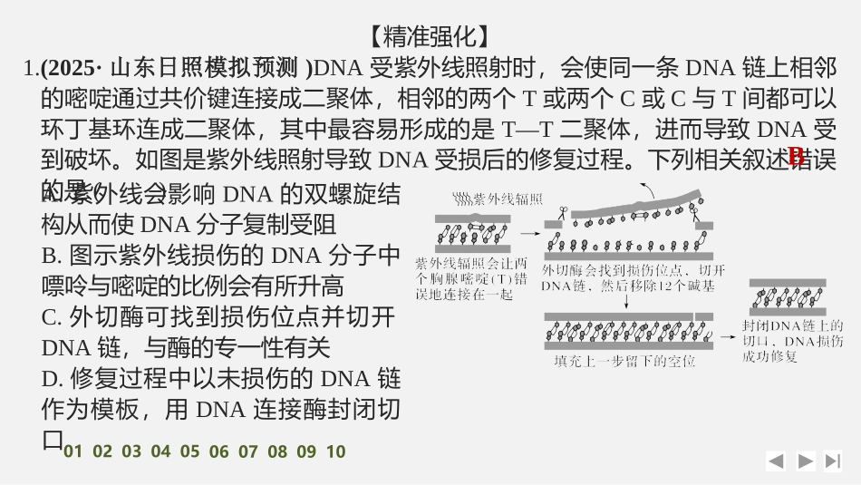 2026创新设计高考总复习生物（人教版）强化练习-专题练13　DNA损伤的修复机制与基因表达的调控.pptx_第2页