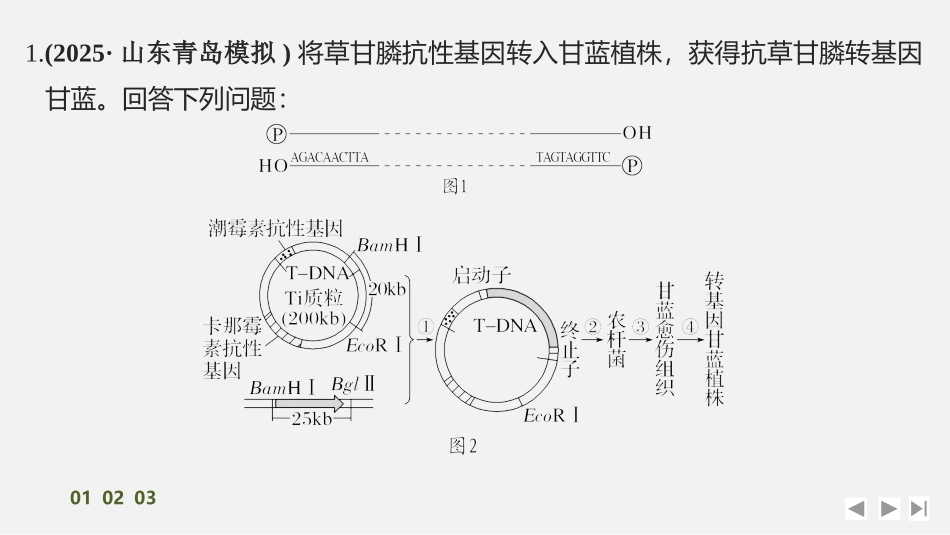 2026创新设计高考总复习生物（人教版）强化练习-专题练15　RT－PCR、反向PCR与PCR定点诱变技术　.pptx_第2页
