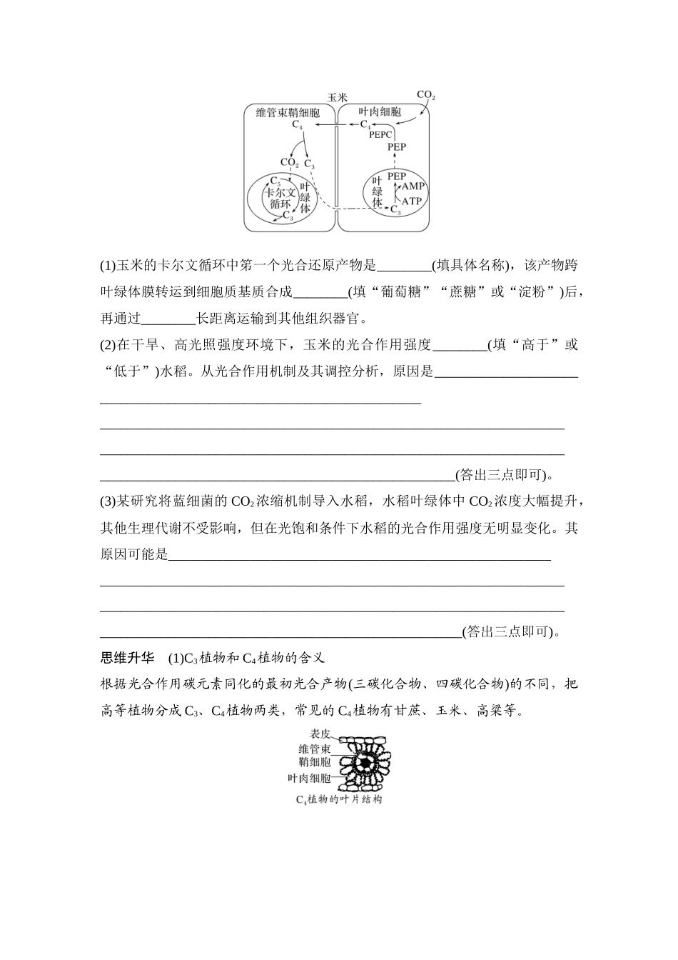 2026创新设计高考总复习生物（人教版）学生用-微专题6  光呼吸、C4植物、CAM植物等特殊代谢类型.docx_第2页