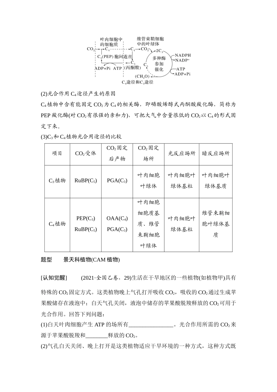 2026创新设计高考总复习生物（人教版）学生用-微专题6  光呼吸、C4植物、CAM植物等特殊代谢类型.docx_第3页