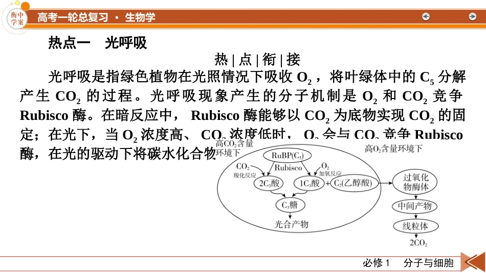 2026年衡中学案高考一轮总复习生物-必修1　热点拓展2　光呼吸、C4植物、CAM植物等特殊代谢类型.pptx_第2页