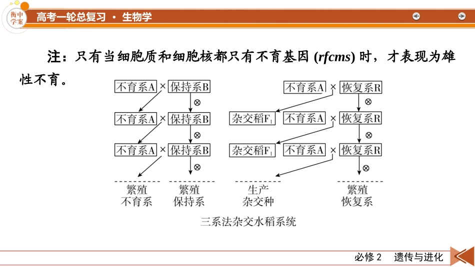 2026年衡中学案高考一轮总复习生物-必修2　热点拓展3　雄性不育与三系法、两系法杂交育种.pptx_第3页