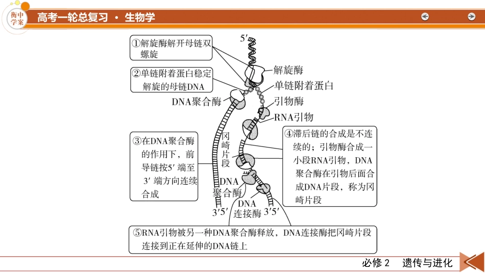2026年衡中学案高考一轮总复习生物-必修2　微专题9　冈崎片段和基因表达的调控.pptx_第3页