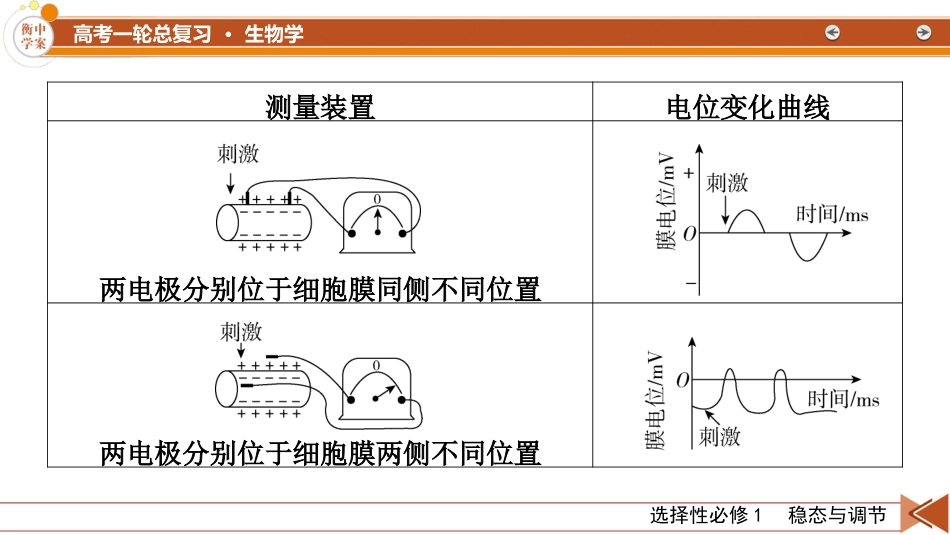 2026年衡中学案高考一轮总复习生物-选择性必修1　微专题12　兴奋的传导与传递的相关实验探究.pptx_第3页