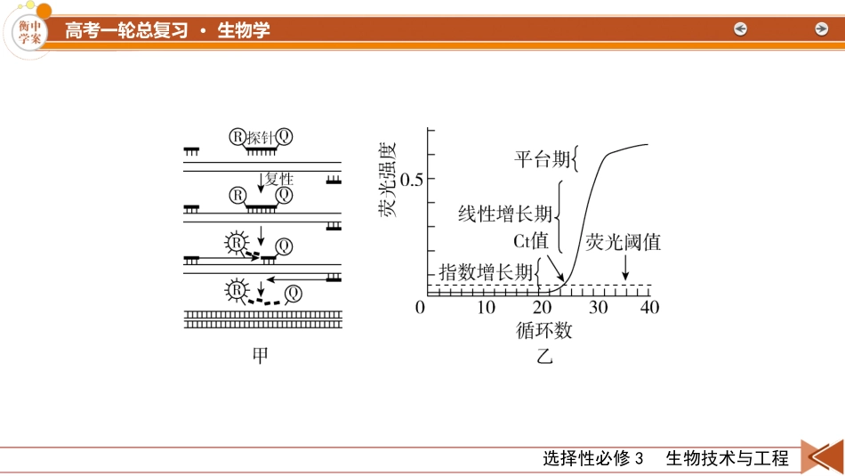 2026年衡中学案高考一轮总复习生物-选择性必修3　热点拓展6　PCR和基因编辑技术.pptx_第3页