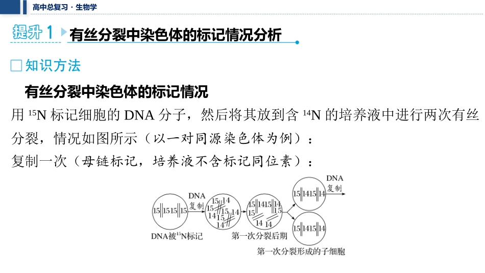 2026年三维设计一轮高中总复习生物教师用-加强提升课5　DNA复制与细胞分裂中染色体标记问题.pptx_第2页