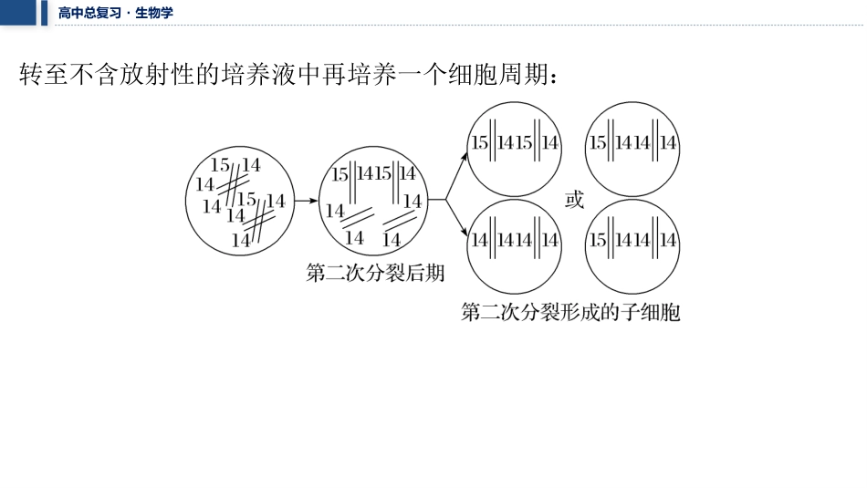 2026年三维设计一轮高中总复习生物教师用-加强提升课5　DNA复制与细胞分裂中染色体标记问题.pptx_第3页