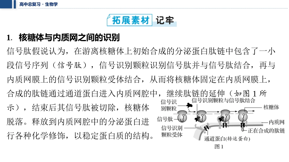 2026年三维设计一轮高中总复习生物教师用-拓展微课1　信号识别与囊泡运输.pptx_第2页