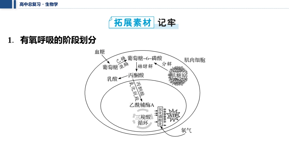 2026年三维设计一轮高中总复习生物教师用-拓展微课2　糖酵解和三羧酸循环、电子传递链和氧化磷酸化.pptx_第2页