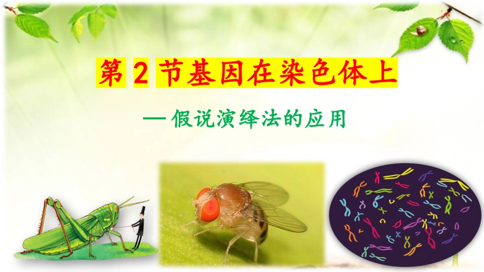 2026年三维设计一轮高中总复习生物同课异构-基因在染色体上.pptx_第1页