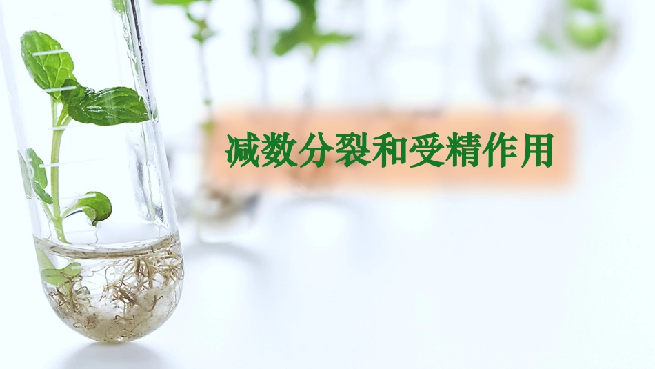 2026年三维设计一轮高中总复习生物同课异构-减数分裂和受精作用.pptx_第1页