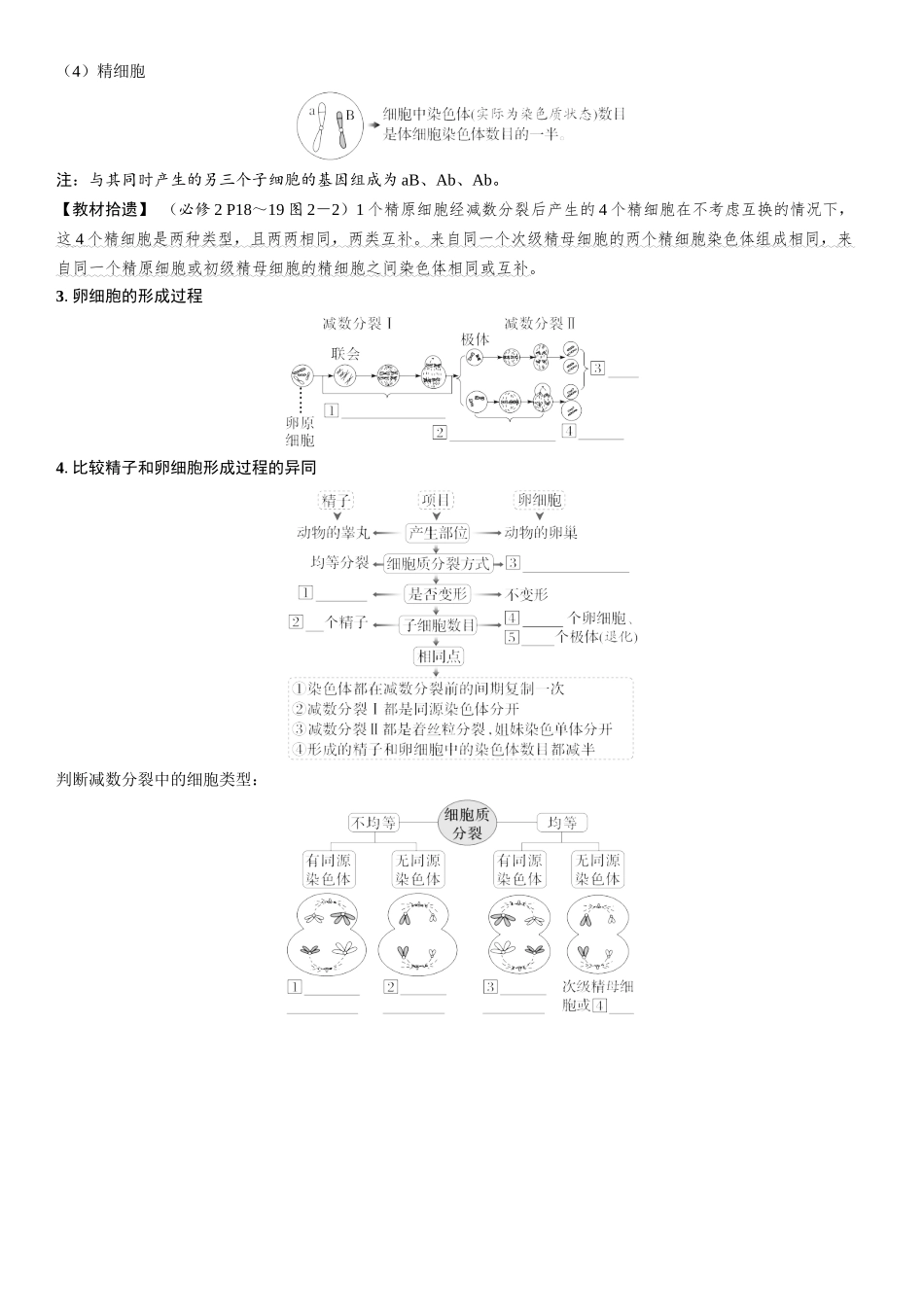 2026年三维设计一轮高中总复习生物学生用-第18讲　减数分裂和受精作用.docx_第3页