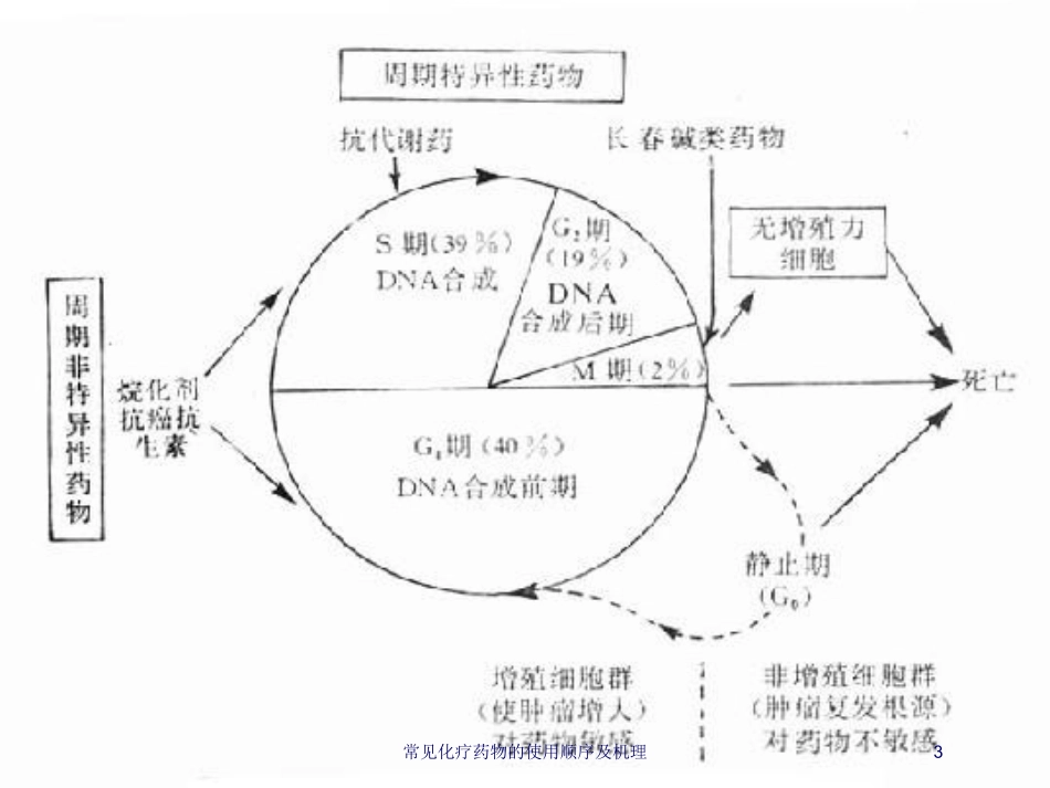 常见化疗药物的使用顺序及机理培训课件.pptx_第3页