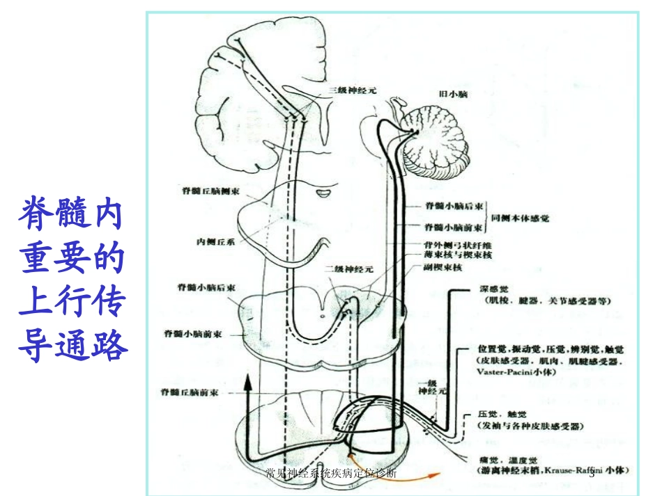 常见神经系统疾病定位诊断培训课件.pptx_第3页