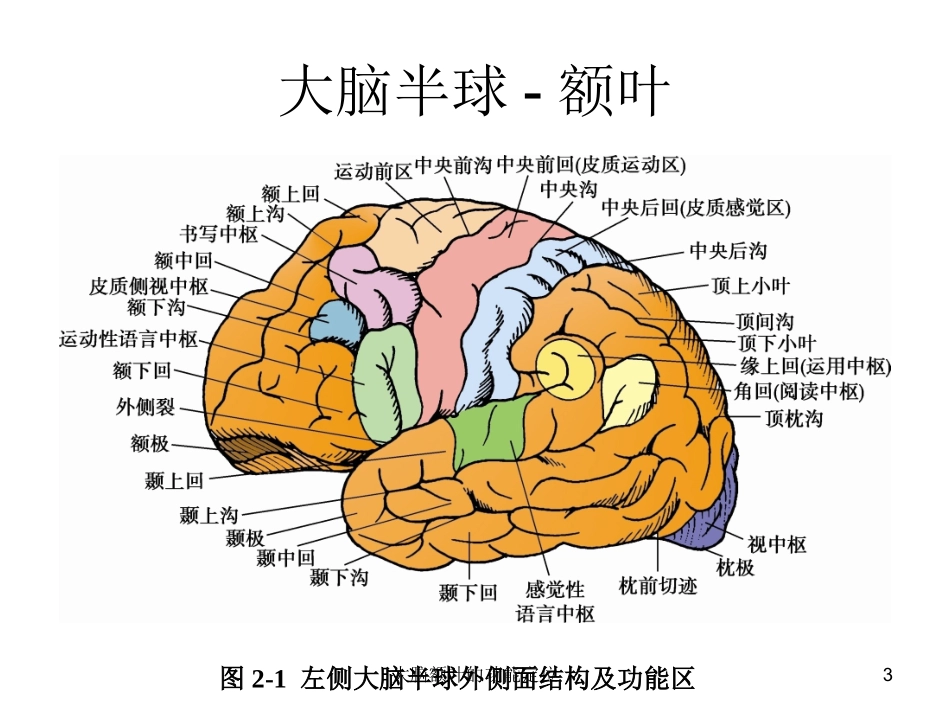 大脑额叶的功能定位培训课件.pptx_第3页