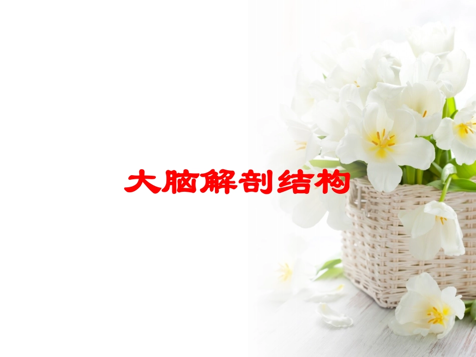 大脑解剖结构培训课件.pptx_第1页